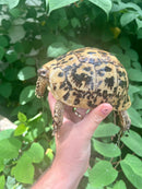 Libyan Greek Tortoise Adult Female