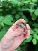 Pastel Common Musk Turtle Baby