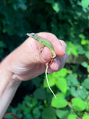 Barbados Giant Anole (Anolis extremus)