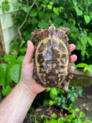 Homes Hinge-back Tortoise Adult Female