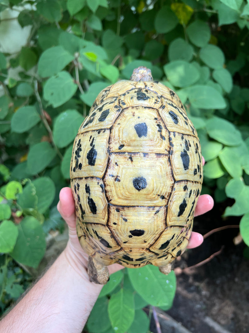 Libyan Greek Tortoise Adult Female