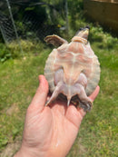 Fly River Turtle Baby