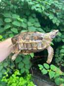 Homes Hinge-back Tortoise Adult Pair