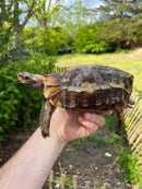 Homes Hinge-back Tortoise Adult Pair