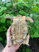 Homes Hinge-back Tortoise Adult Pair