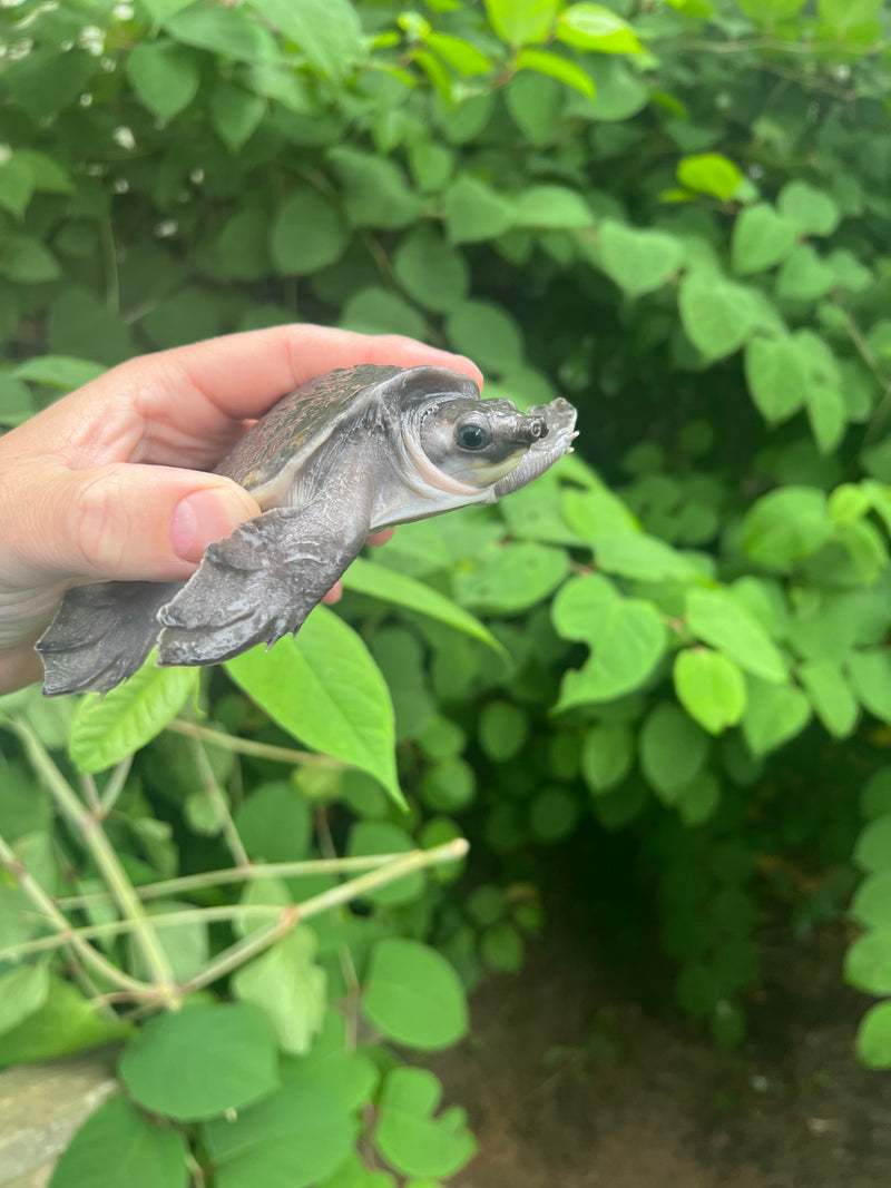Fly River Turtle Baby