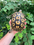 Libyan Greek Tortoise Adult Female