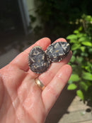 African Mud Turtle Babies (Pelusios castaneus)