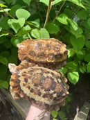 Homes Hinge-back Tortoise Adult Pair