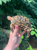 Libyan Greek Tortoise Adult Male