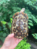 Homes Hinge-back Tortoise Adult Female