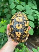 Libyan Greek Tortoise Adult Male