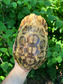 Homes Hinge-back Tortoise Adult Female