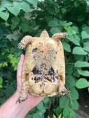 Libyan Greek Tortoise Adult Female