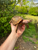 Homes Hinge-back Tortoise Adult Pair