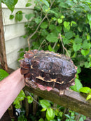 Homes Hinge-back Tortoise Adult Female