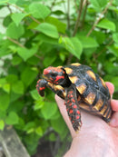 Brazilian Cherryhead Tortoise 2021