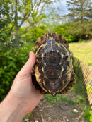 Homes Hinge-back Tortoise Adult Pair