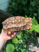 Homes Hinge-back Tortoise Adult Female