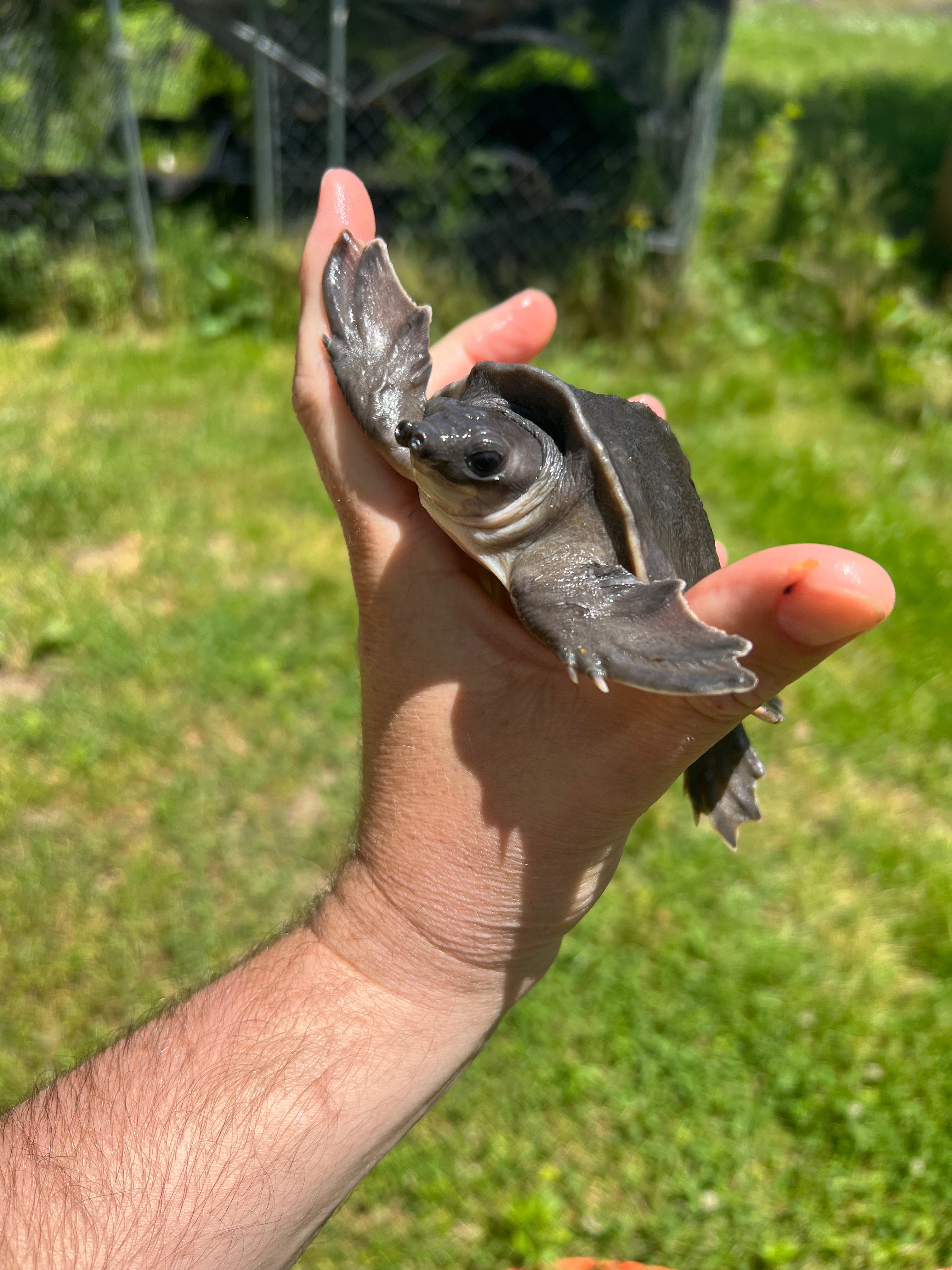 Snake Sale Display For Sale - Fly River Turtle Baby $799.99 | FaunaClassifieds