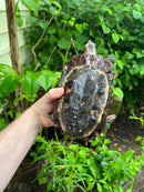 Homes Hinge-back Tortoise Adult Female