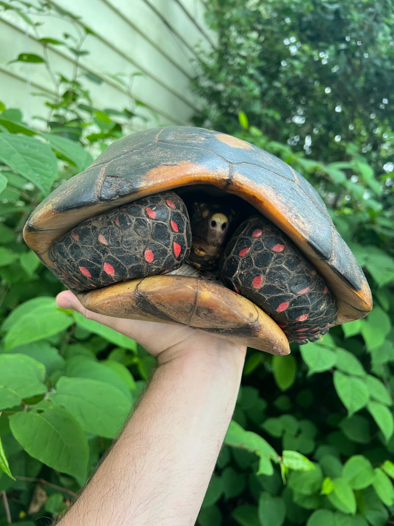 Suriname Red Foot Tortoise Adult Pair 2 (Chelonoidis carbonaria)