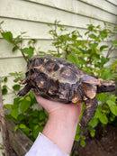 Homes Hinge-back Tortoise Adult Pair