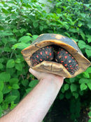 Suriname Red Foot Tortoise Adult Pair 3 (Chelonoidis carbonaria)