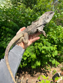 Australian Frilled Dragon Adult Female (Chlamydosaurus kingii)