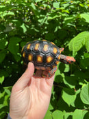 Brazilian Cherryhead Tortoise 2021