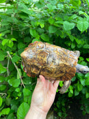 Homes Hinge-back Tortoise Adult Female