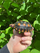 Brazilian Cherryhead Tortoise 2021