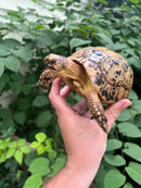 Libyan Greek Tortoise Adult Female