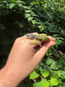 Barbados Giant Anole (Anolis extremus)
