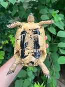 Libyan Greek Tortoise Adult Female