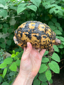 Libyan Greek Tortoise Adult Male