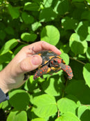 Brazilian Cherryhead Tortoise 2021