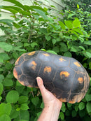 Suriname Red Foot Tortoise Adult Pair 3 (Chelonoidis carbonaria)