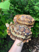 Homes Hinge-back Tortoise Adult Pair