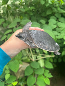 Fly River Turtle Baby