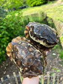 Homes Hinge-back Tortoise Adult Pair