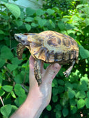 Homes Hinge-back Tortoise Adult Female