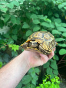 Homes Hinge-back Tortoise Adult Female