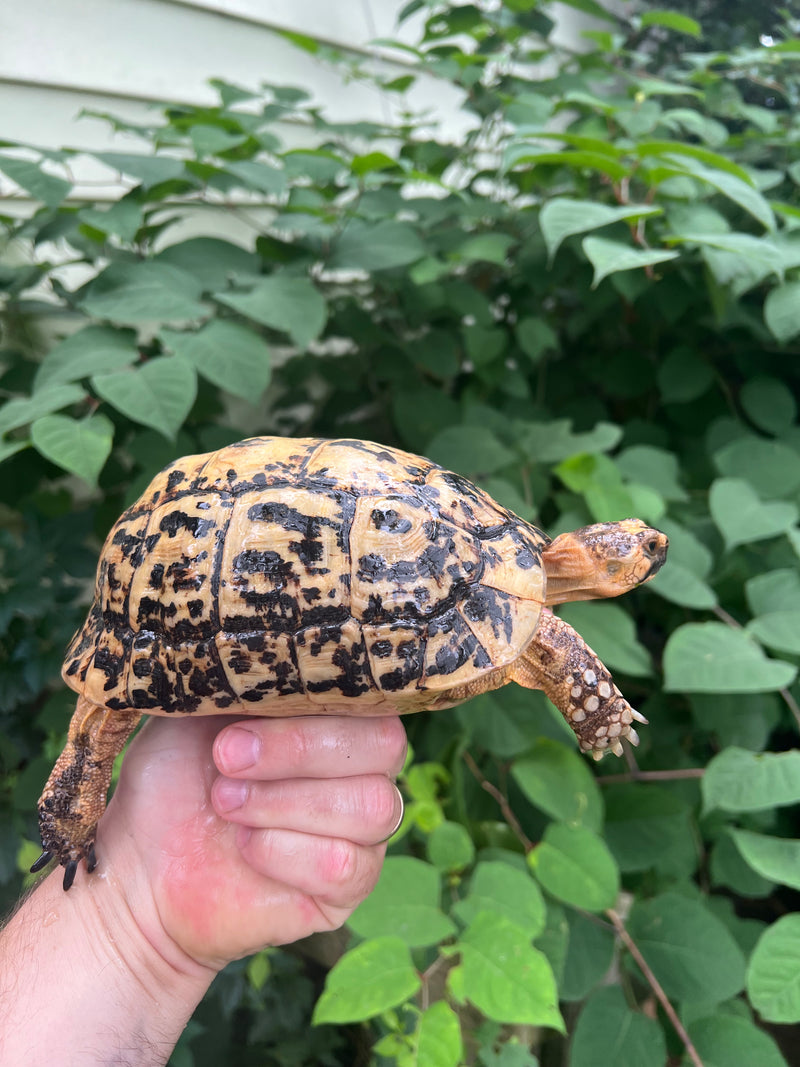 Libyan Greek Tortoise Adult Female