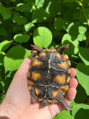 Brazilian Cherryhead Tortoise 2021