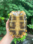 Homes Hinge-back Tortoise Adult Female