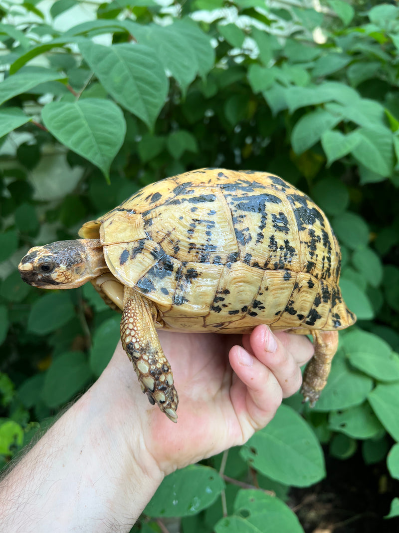 Libyan Greek Tortoise Adult Female