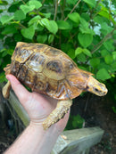 Homes Hinge-back Tortoise Adult Pair