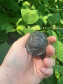 Aldabra Tortoise USA CB 2023