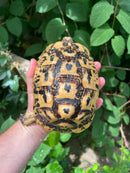 Libyan Greek Tortoise Adult Female